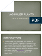 Vasikuler Plants