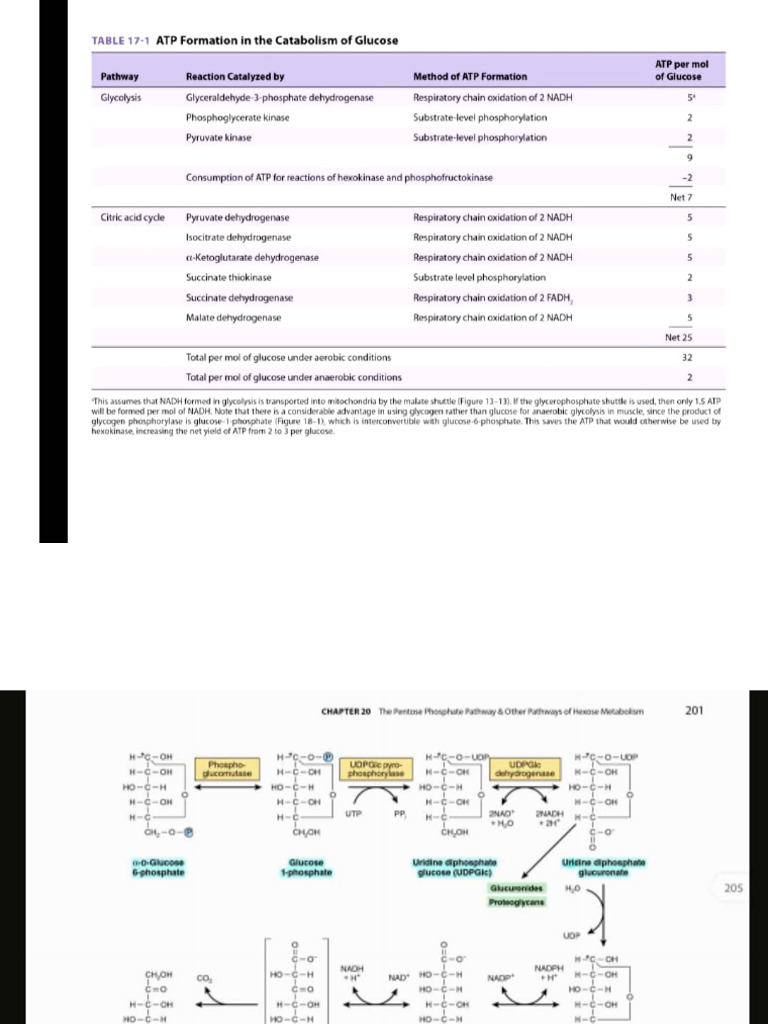Biochem | PDF