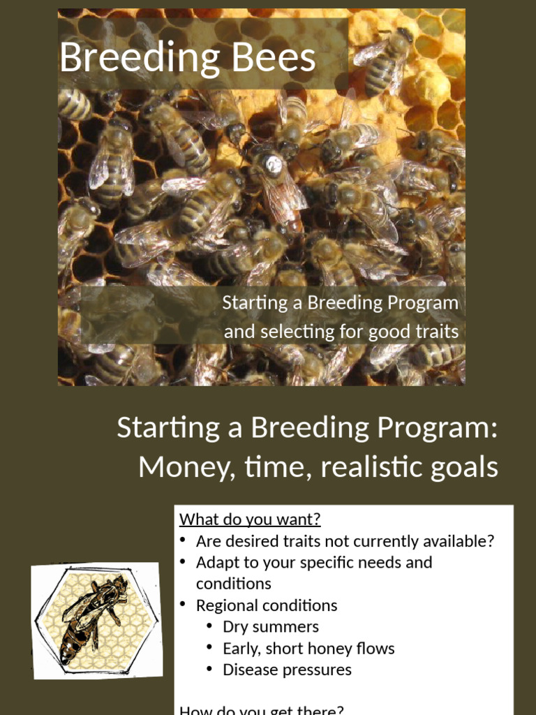 Starting a Bee Breeding Program Guide | PDF | Bees | Apinae