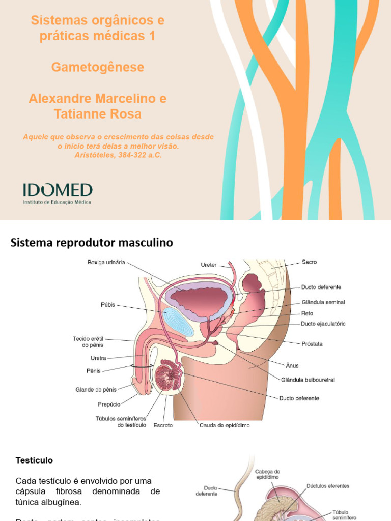 Estrutura e Função do Testículo Masculino | PDF | Testículo | Hormônio ...