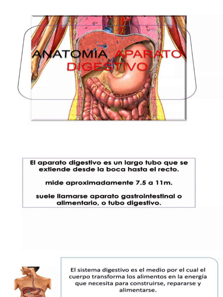 Anatomia Del Sistema Digestivo Pdf