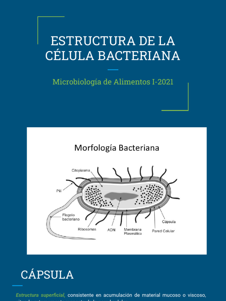Estructura de La Celula Bacteriana | PDF | Las bacterias | Membrana celular