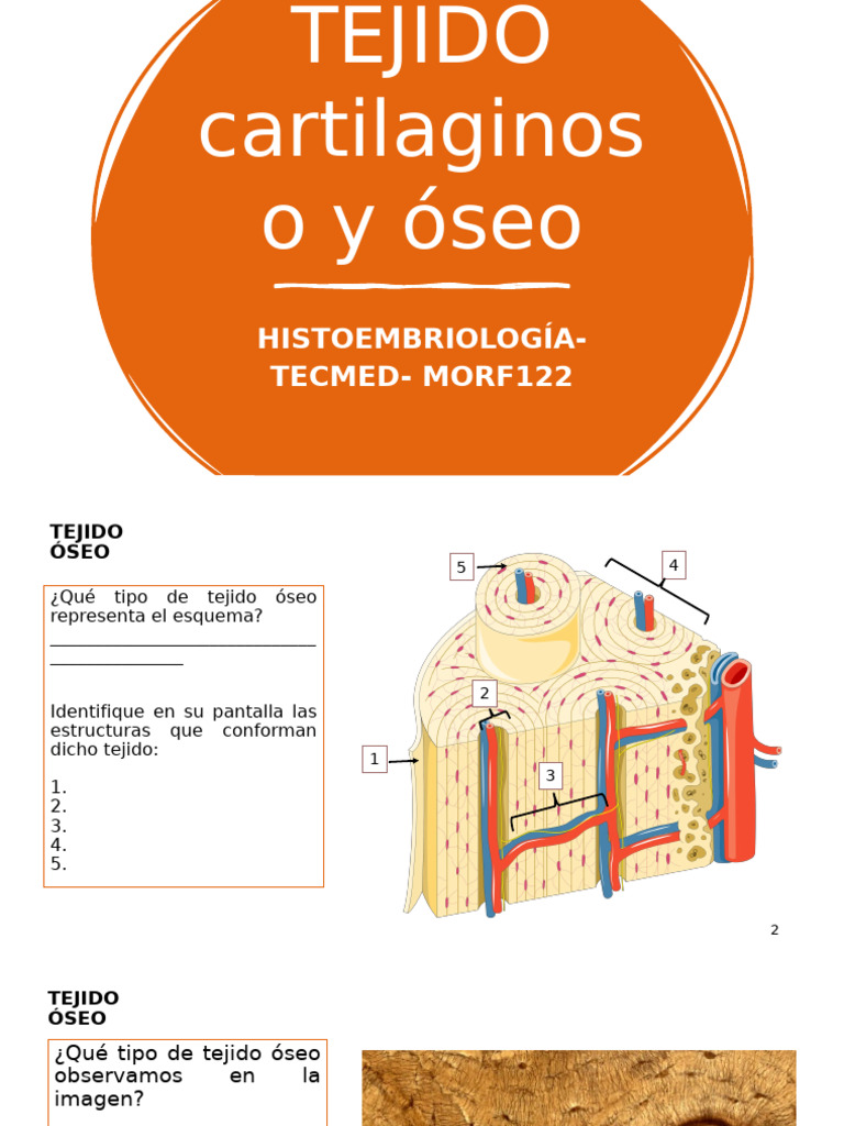 Copia de lab+3.+Tejido+óseo+y+cartílago+HE | PDF | Cartílago | Hueso
