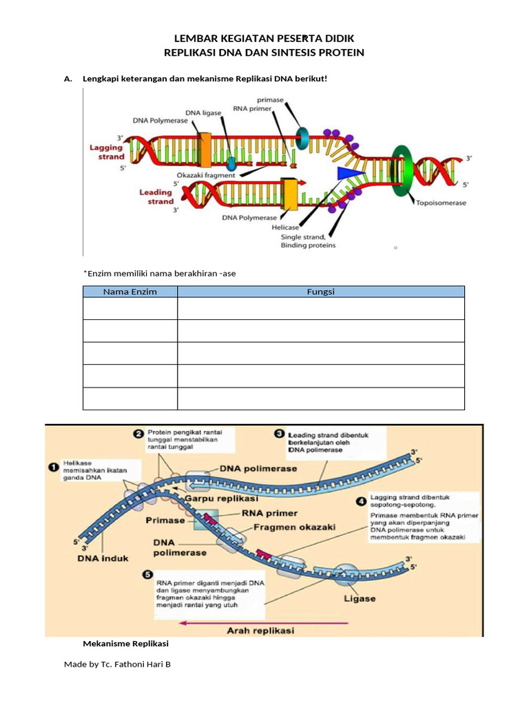 Replikasi DNA dan Sintesis Protein Edukasi | PDF