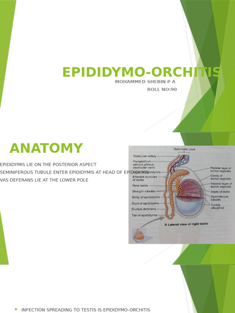 Epididymo Orchitis | PDF
