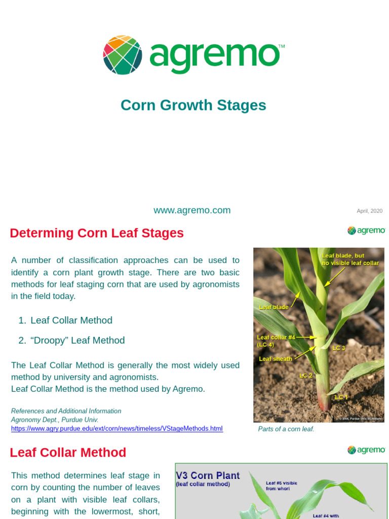 Corn Growth Stages April 1st2020 1 | PDF | Leaf | Plants