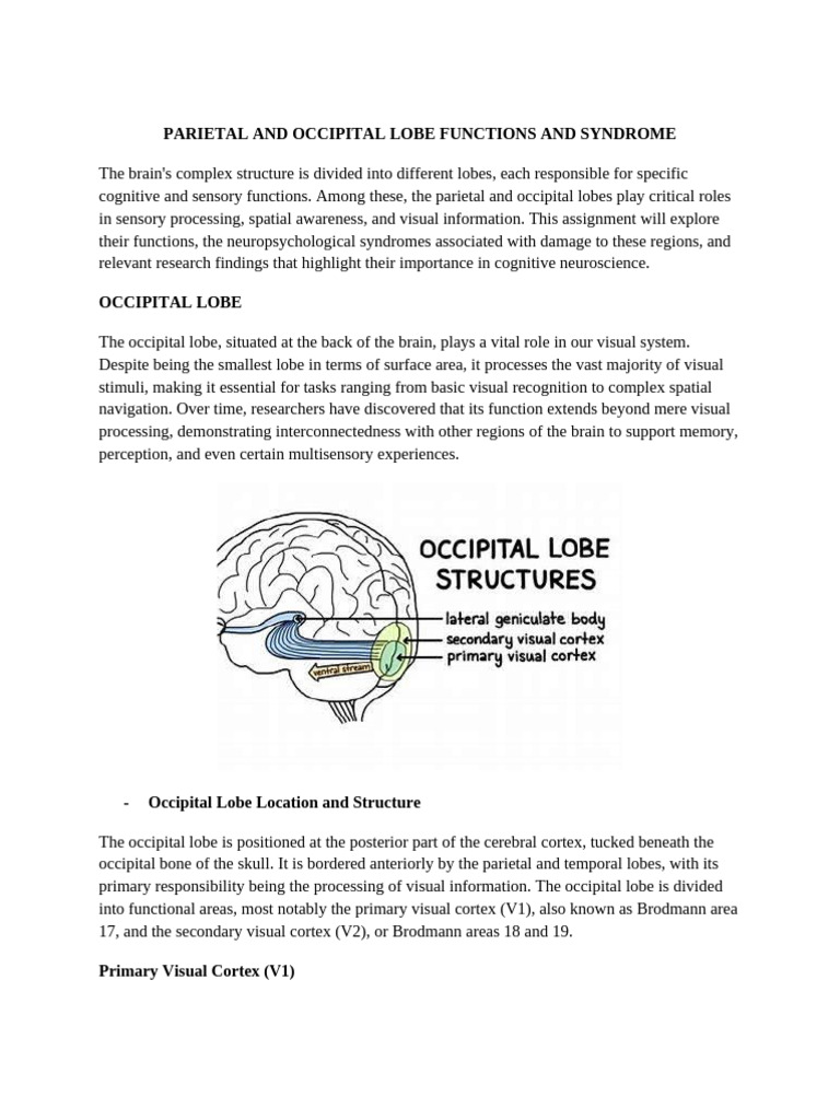 Occipital and Parietal Lobe | PDF | Visual Cortex | Parietal Lobe