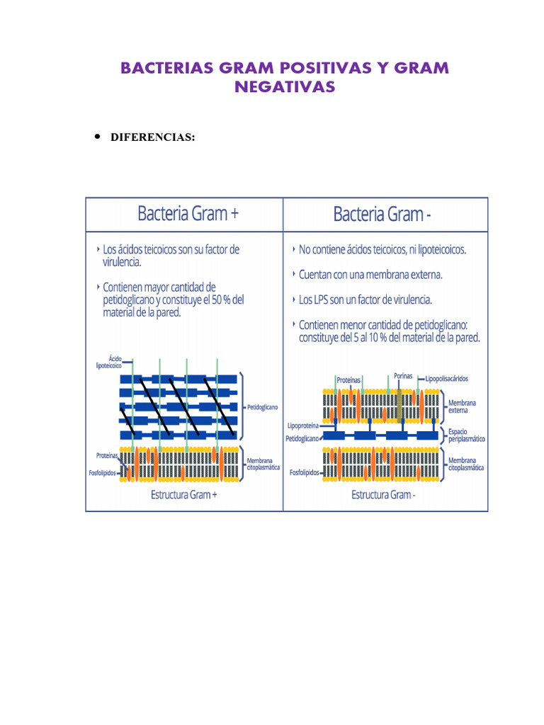Bacterias Gram Positivas y Gram Negativas | PDF | Meningitis ...