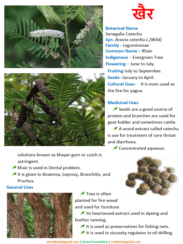 Signages - Acacia Catechu | PDF