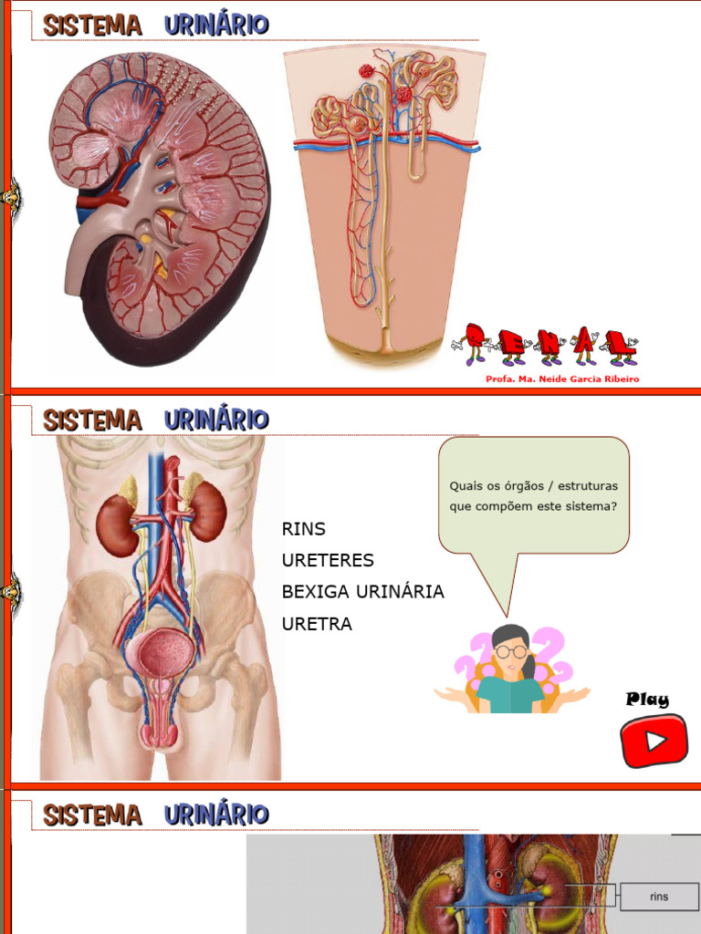 Sistema RENAL | PDF | Rim | Anatomia animal