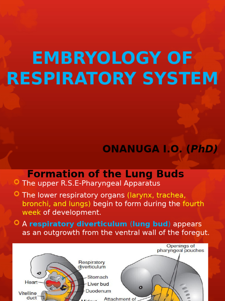 Embryology of the Respiratory System | PDF | Larynx | Lung