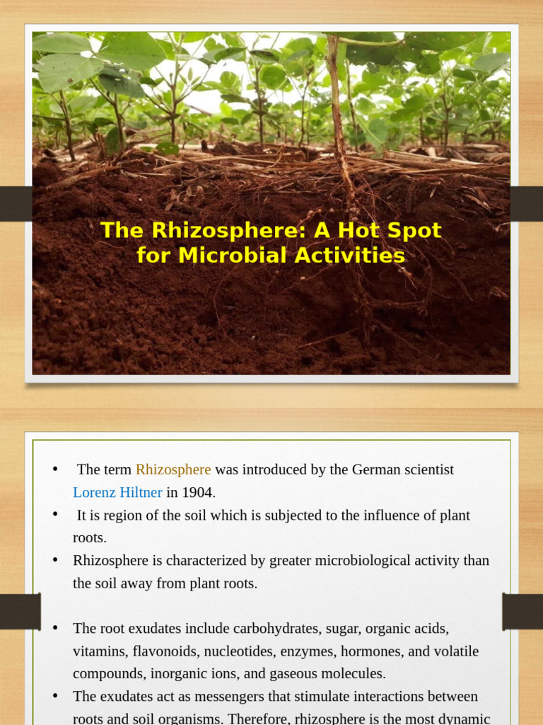 Rhizosphere Microbial Roles in Soil Health | PDF | Soil | Microorganism