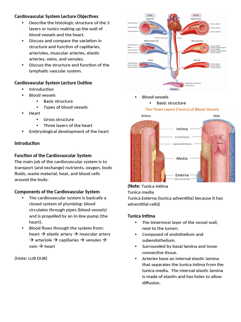 Cardiovascular System Structure & Function | PDF | Artery | Capillary