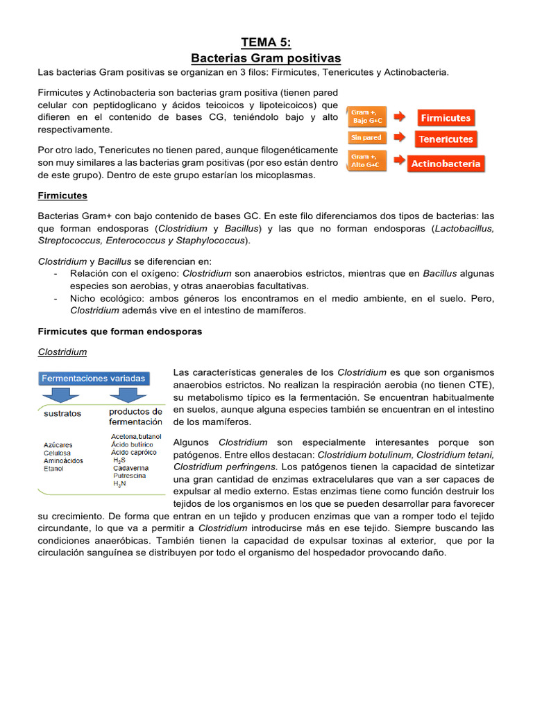 TEMA 5 - Bacterias Gram Positivas | PDF | Las bacterias | Bacilo