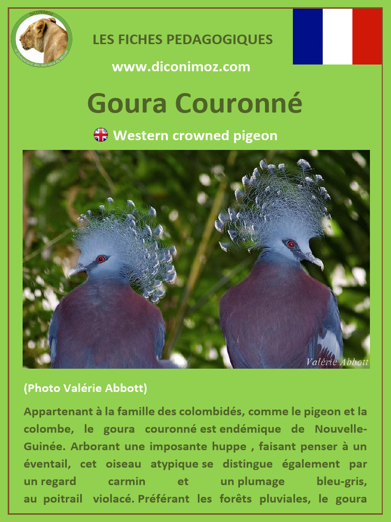 Goura Couronné : Oiseau Menacé de Nouvelle-Guinée | PDF