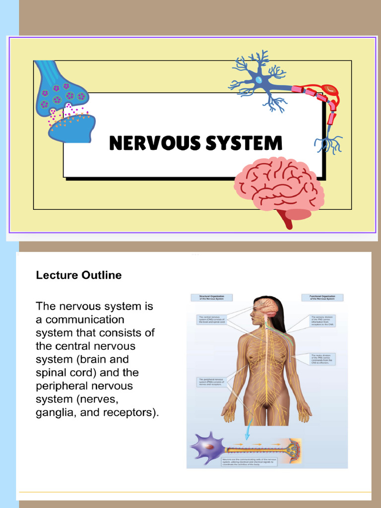 The Nervous System Part 1 | Nervous Anatomy Pdf – ZWIZ