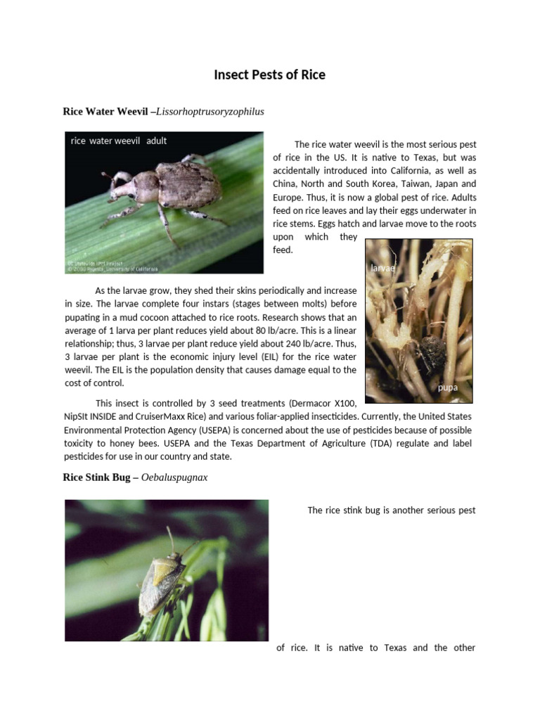 Rice Water Weevil and Pest Control | PDF | Pest (Organism) | Insects