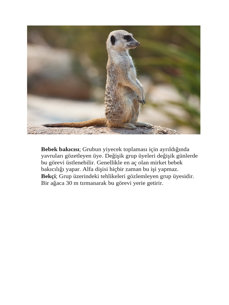 mirket-033829-pdf