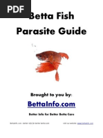 Betta Fish Parasite Guide