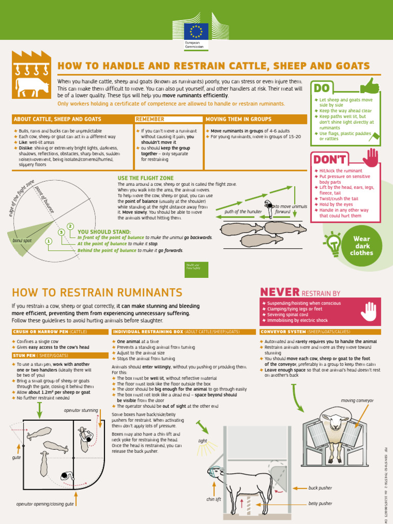 Aw Prac Slaughter Factsheet-2018 Handle Cattle en | PDF | Cattle | Sheep