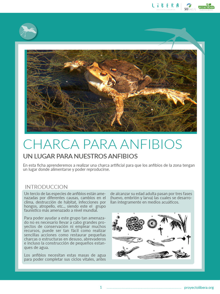 c-mo-crear-una-charca-para-anfibios-pdf-agua-anfibio