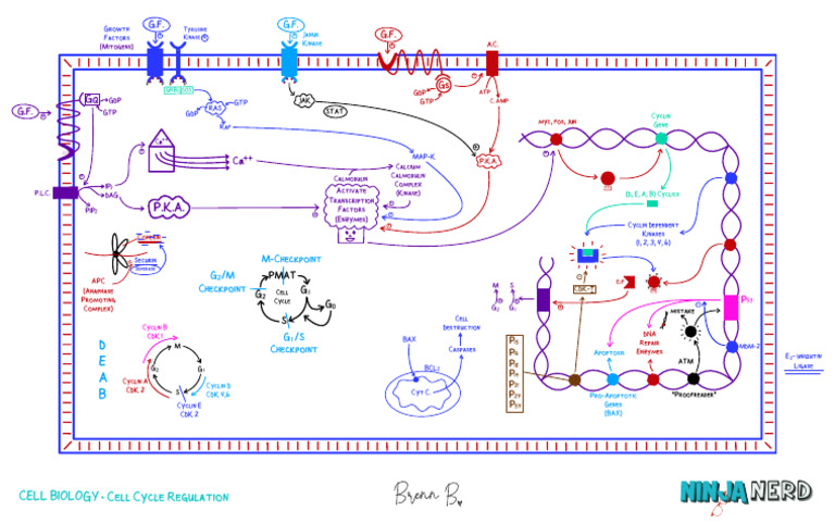 Cell Cycle Regulation and Checkpoints | PDF | Cell Cycle | Cell Signaling