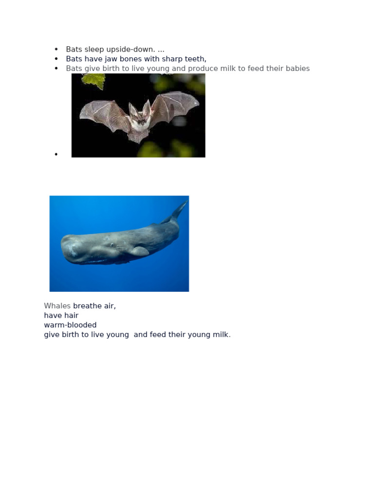 Bats sleep upside down pdf