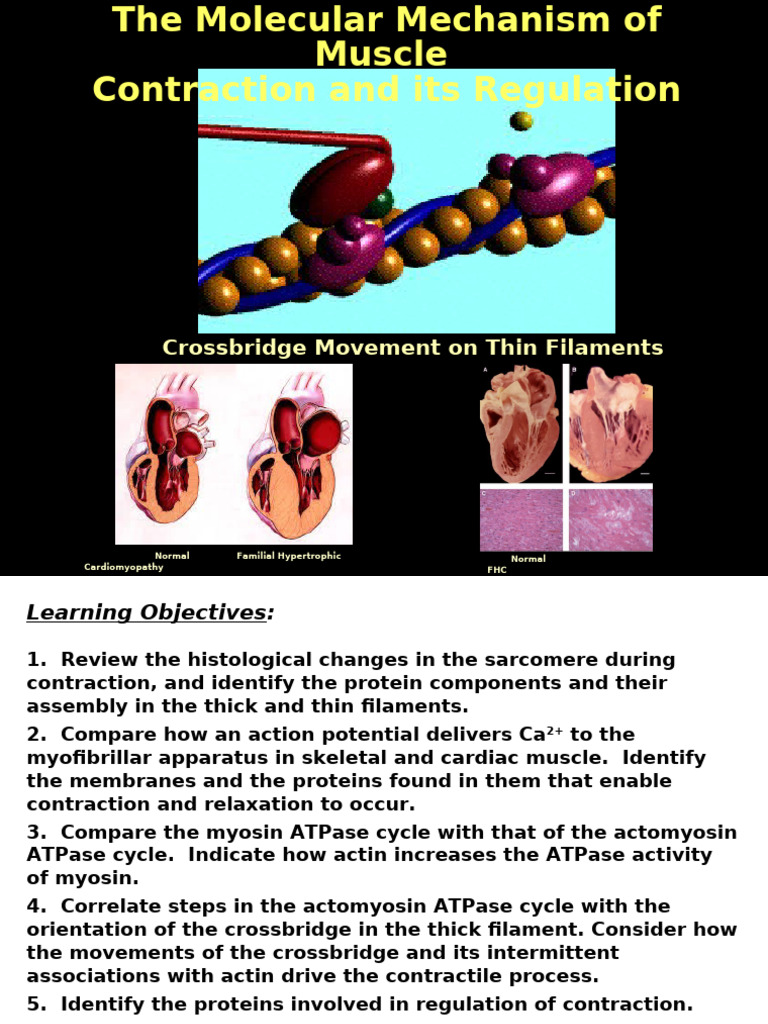 Muscle Lecture Dent2012 - Blackboard | PDF | Muscle Contraction | Actin