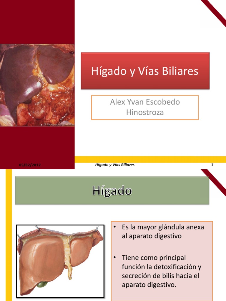 Anatomía de Abdomen Hígado y Vías