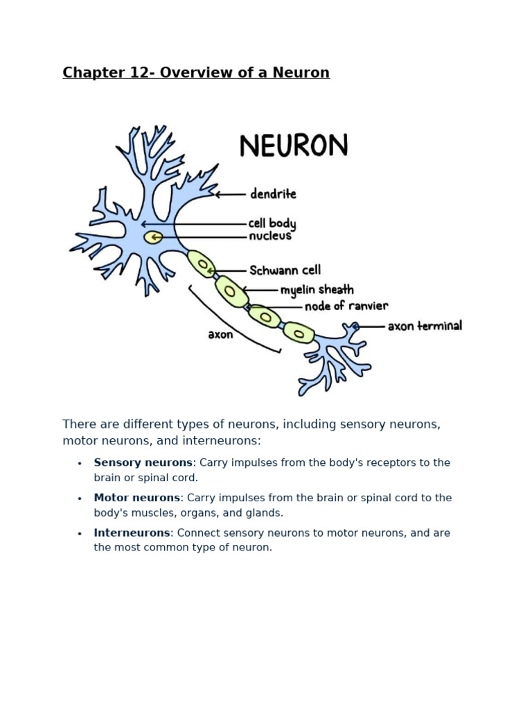 Chapter+12+Overview+of+a+Neuron | PDF | Action Potential | Neuron