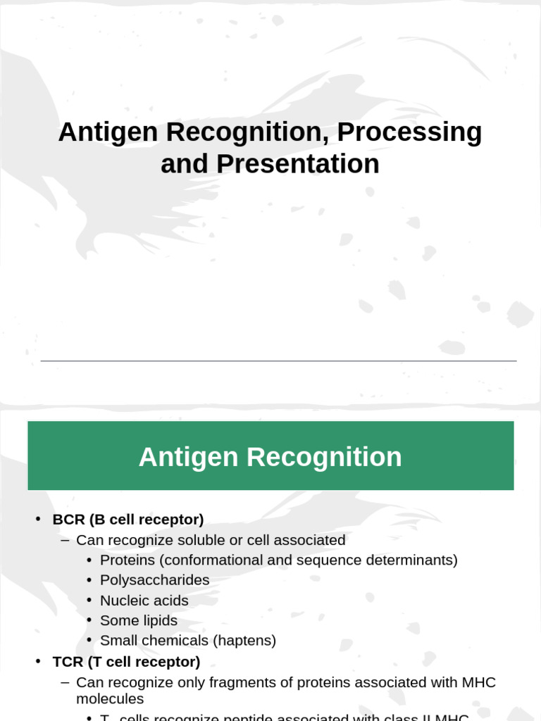 04 Antigen Processing and Presentation | PDF | Antigen | Major ...