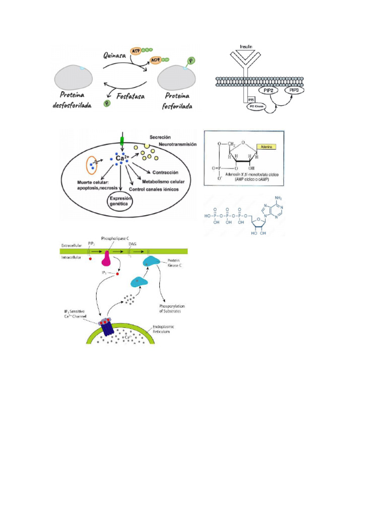 Procesos biológicos | PDF