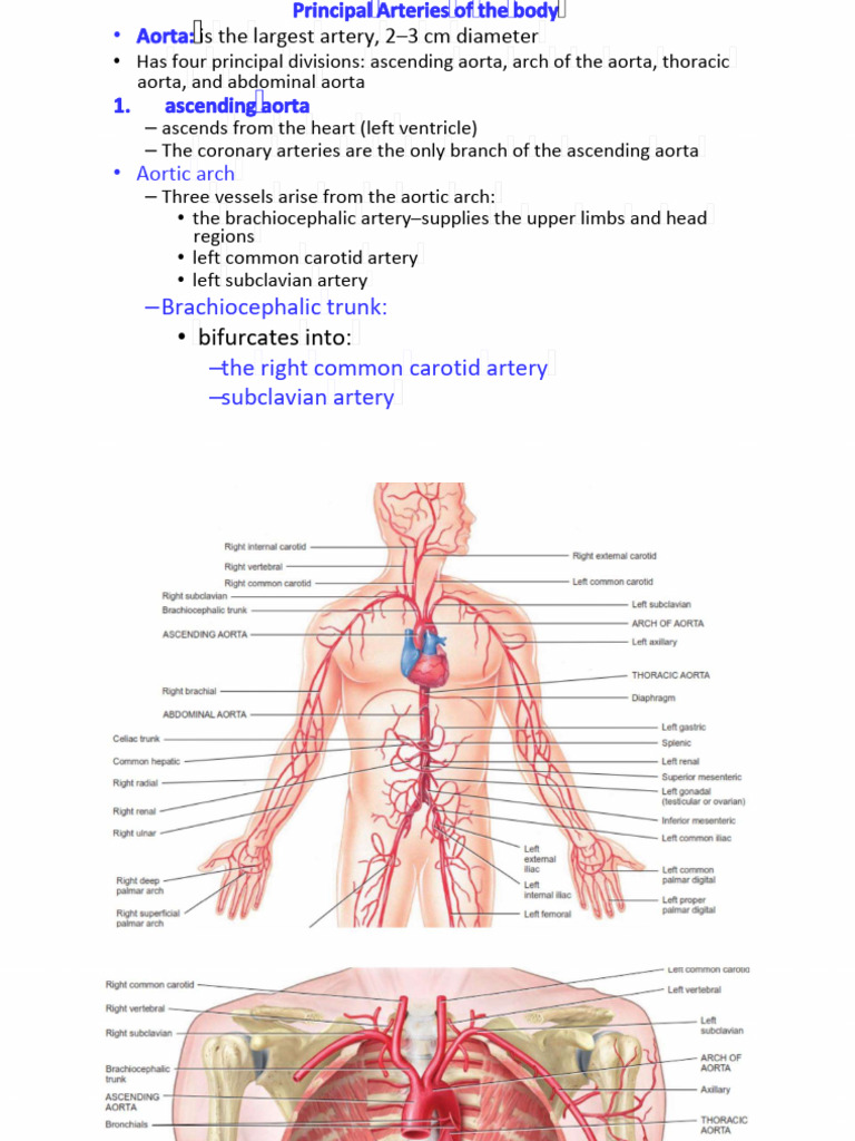 ARTERIES FUNCTION IN THE CARDIOVASCULAR SYSTEM visual data 2