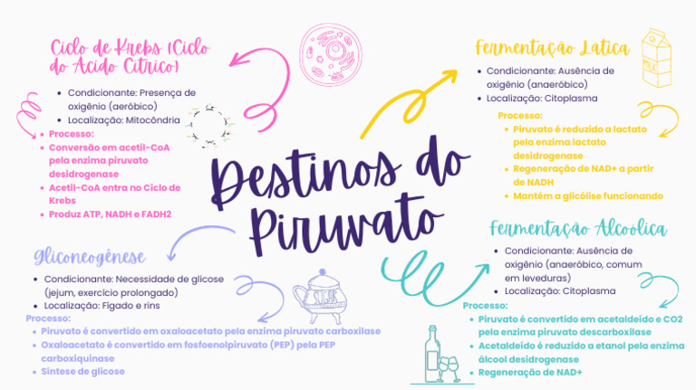 Destinos Do Piruvato | PDF | Ácido pirúvico | Fermentação