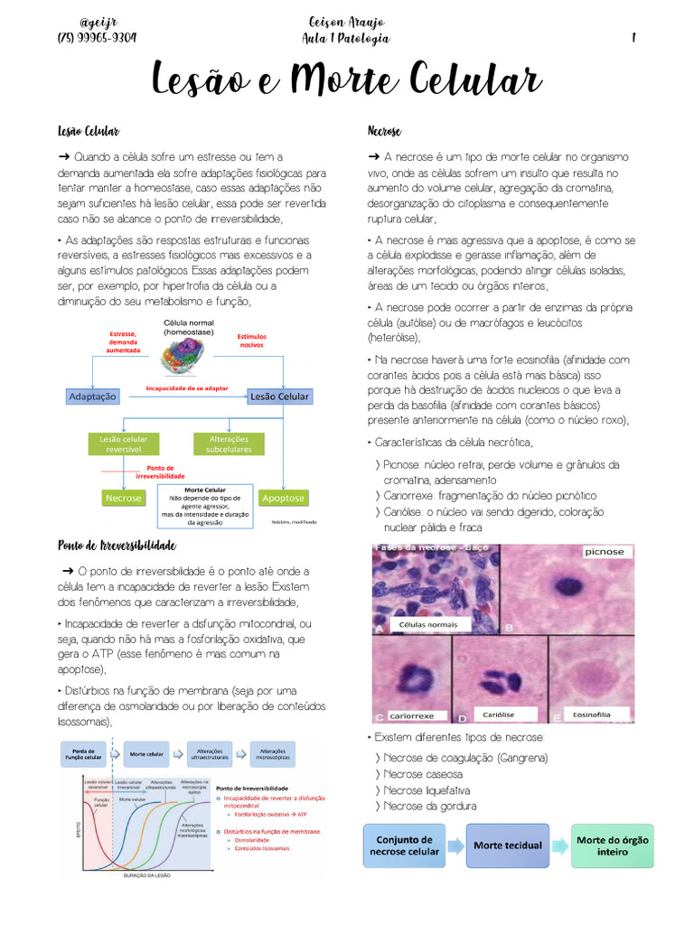Lesão e Morte Celular: Tipos e Mecanismos | PDF | Necrose | Apoptose