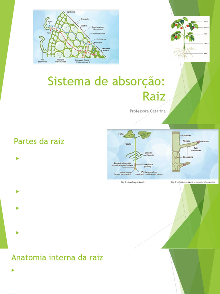 Anatomia e Função das Raízes Vegetais | PDF | Raiz | Botânica