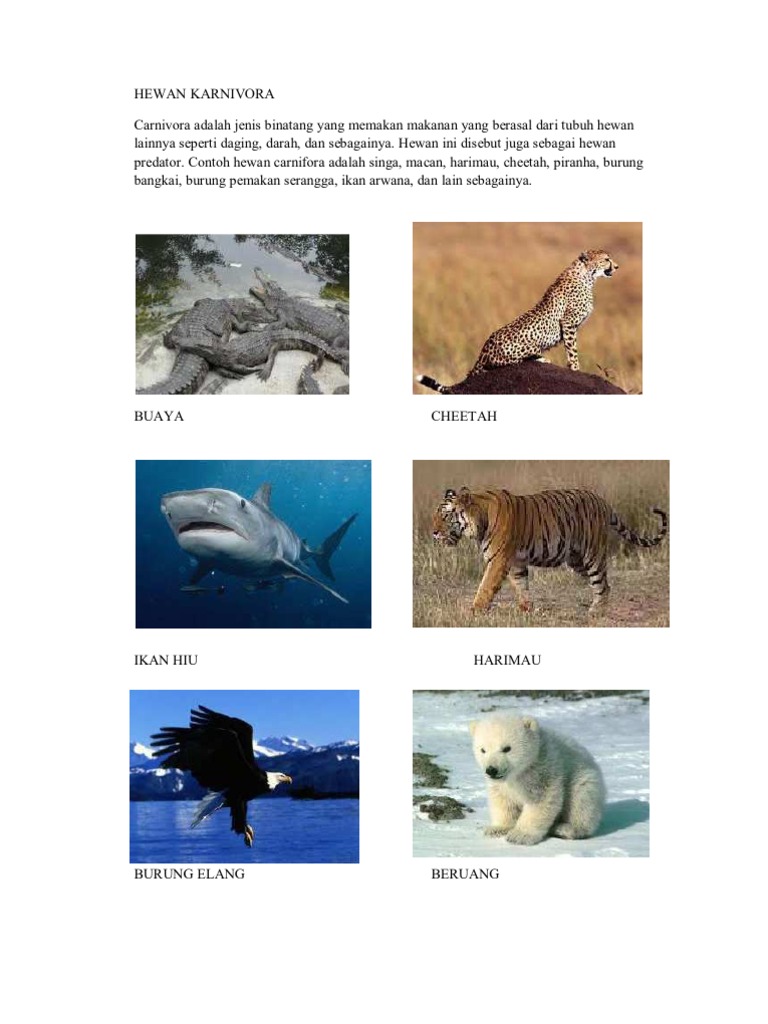 84 Koleksi Gambar Jenis Hewan Karnivora HD