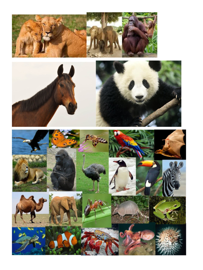 animales | PDF