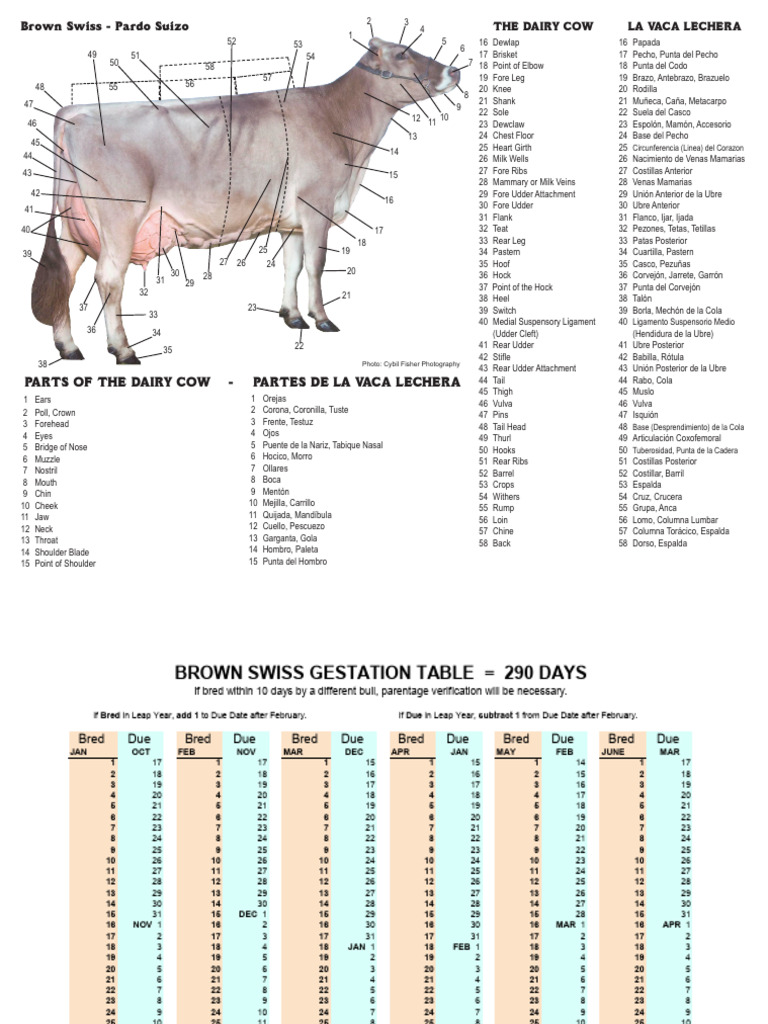 DairyCowParts English Spanish, Gestationtable | PDF