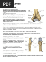 Anatomía y Funciones del Codo | PDF | Codo | Articulación
