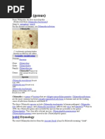 Download Chlamydia by burntashes SN80642928 doc pdf