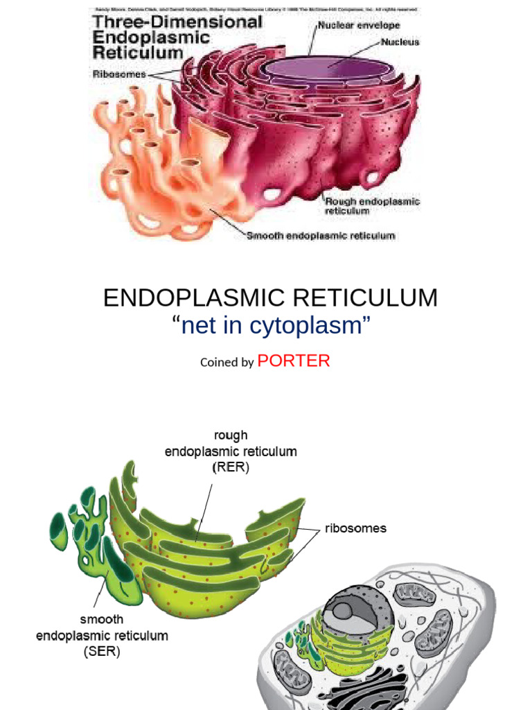 Endoplasmic reticulum | PDF | Endoplasmic Reticulum | Glycogen