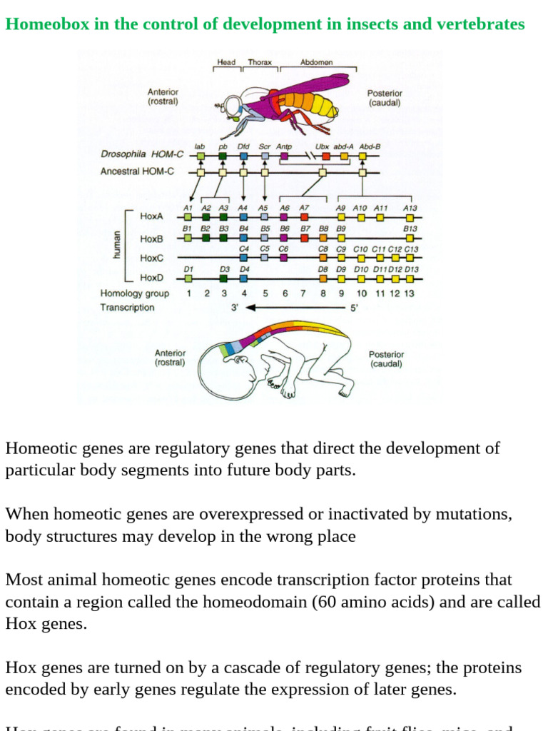 Role of Hox Genes in Animal Development | PDF