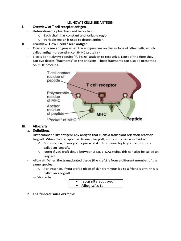 How T Cells See Antigen | PDF | Major Histocompatibility Complex | T Cell