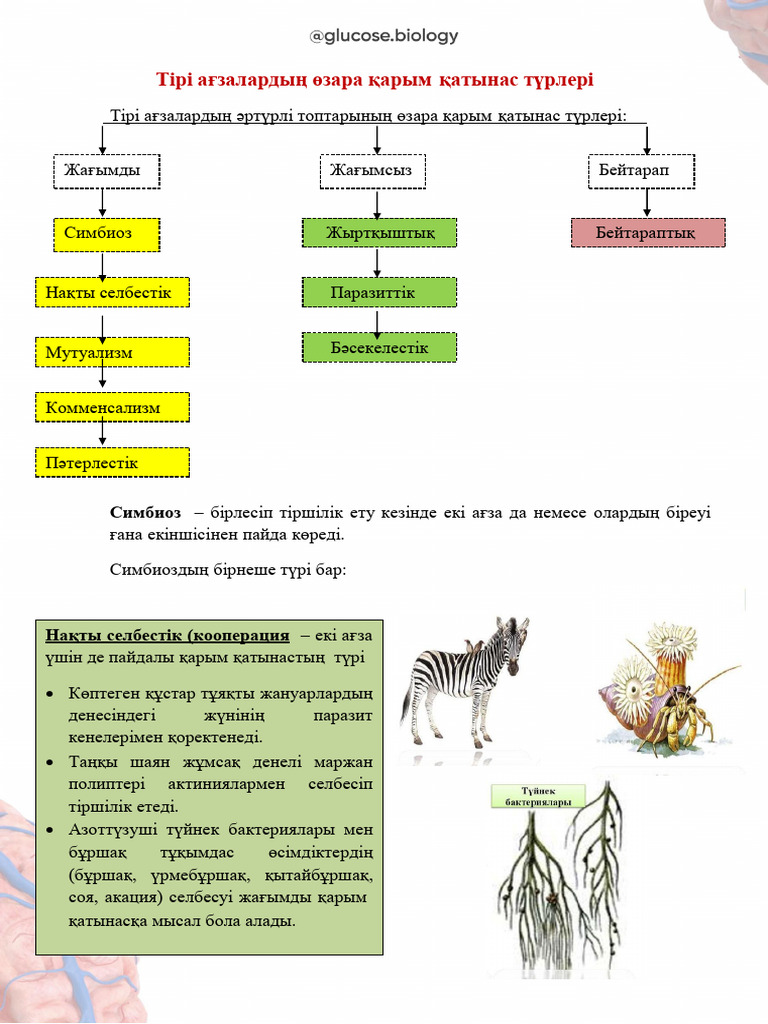Желідегі ең ұзын терең анальді дилдо