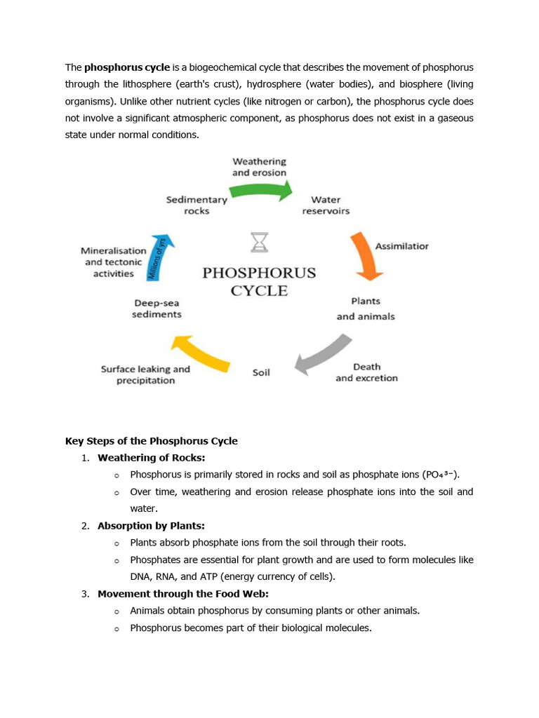 Understanding the Phosphorus Cycle | PDF