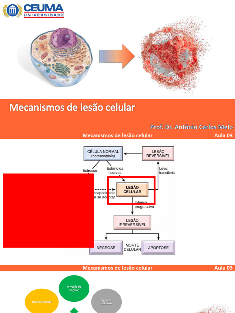 Causas e Mecanismos da Lesão Celular | PDF | Necrose | Apoptose