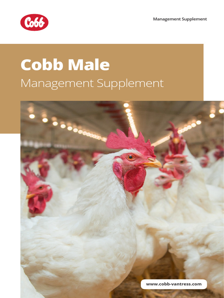 Cobb Male Supplement | PDF | Broiler | Nutrients