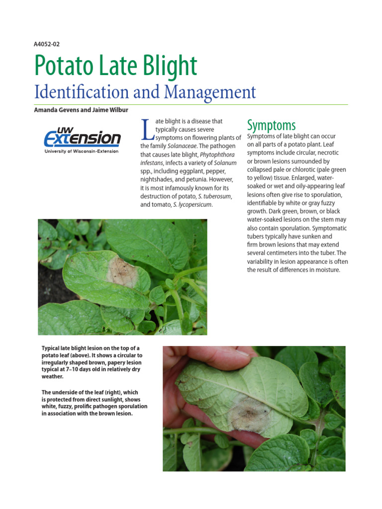 Potato Late Blight Disease Cycle Overview | PDF | Branches Of Botany ...