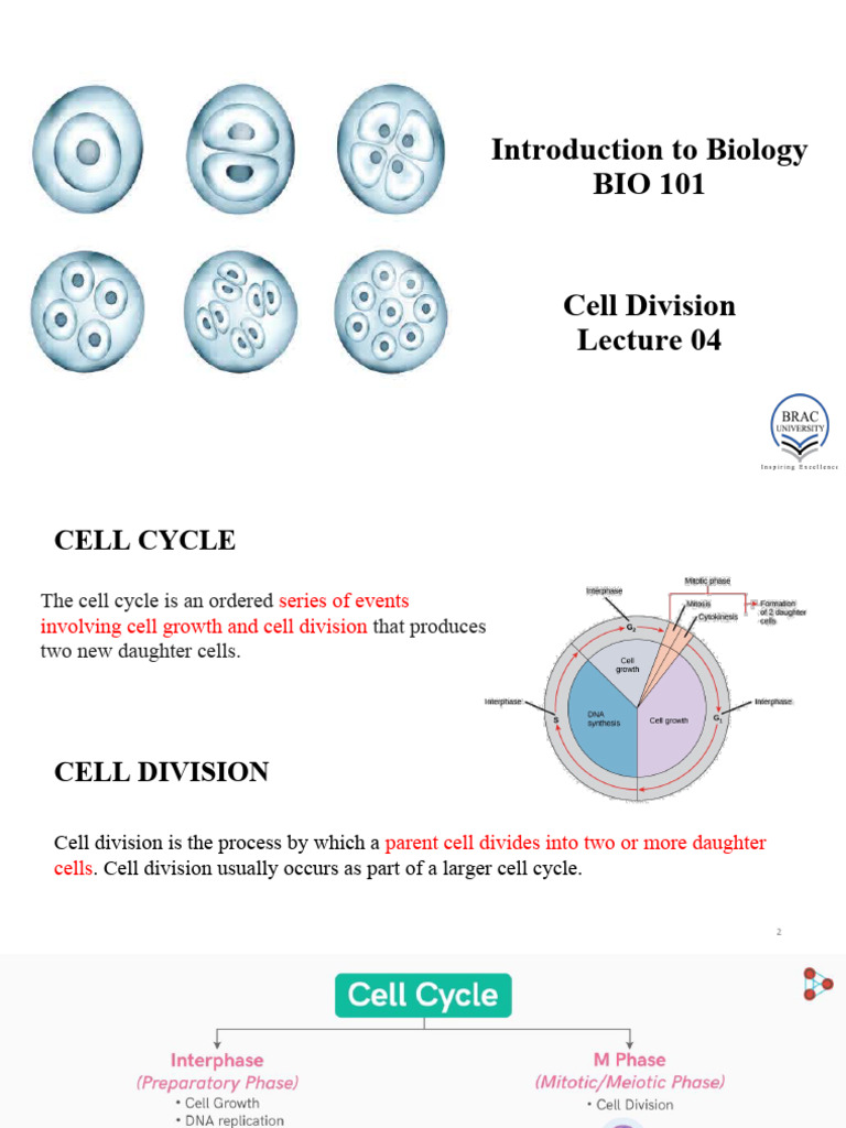 Lecture 4 Pdf Meiosis Mitosis